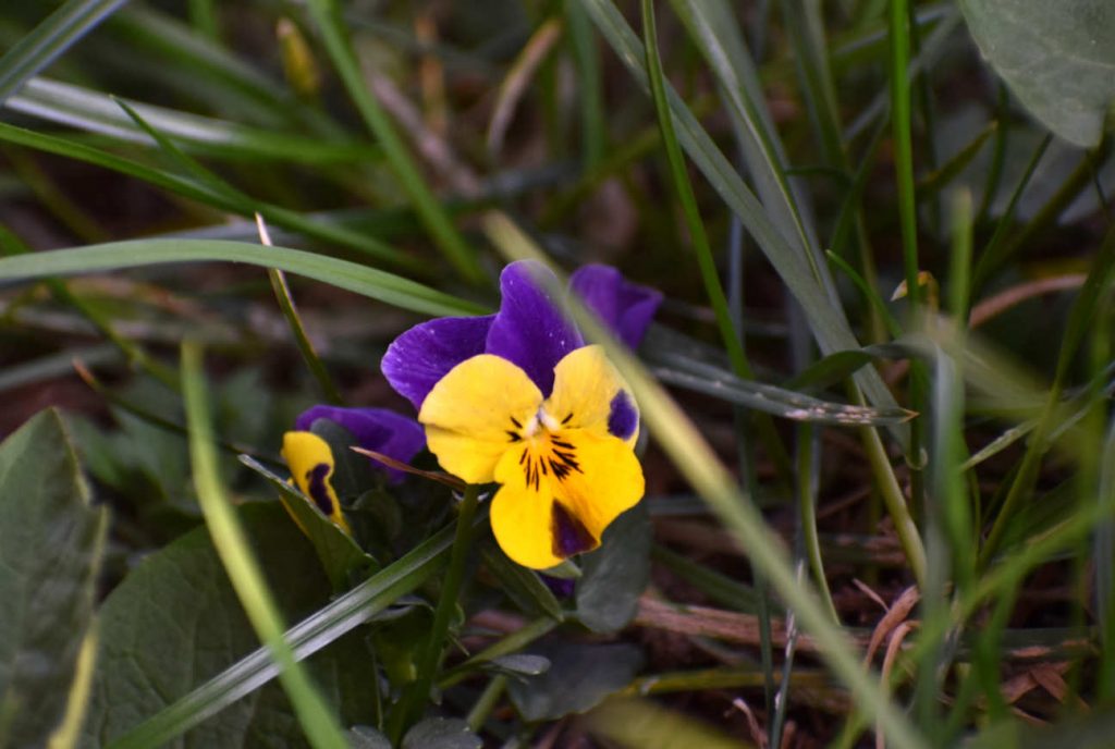 Wiosennie w ogrodzie - bratek