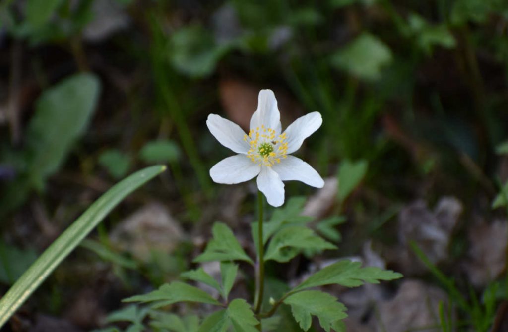 Wiosennie w ogrodzie zd.5