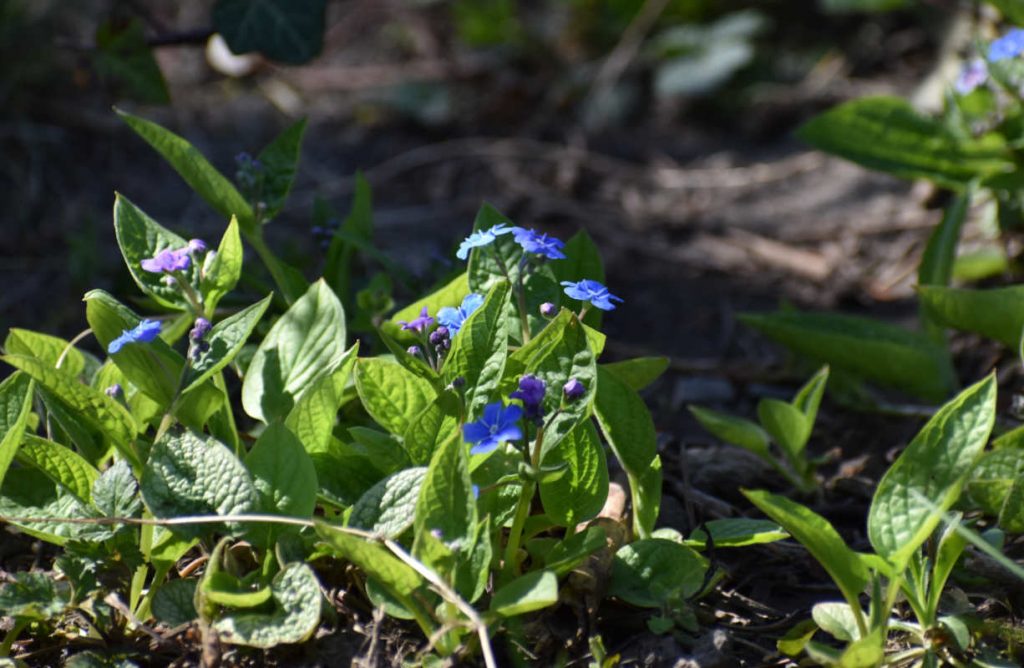 Wiosennie w ogrodzie - niezapominajki