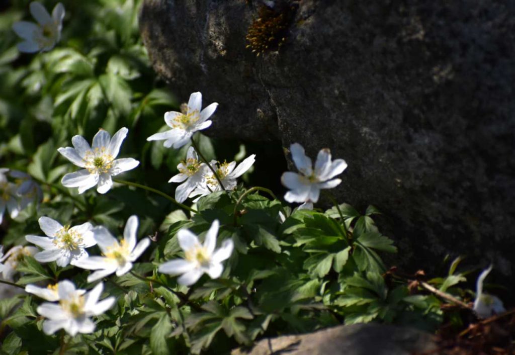 Wiosennie w ogrodzie  zd.5