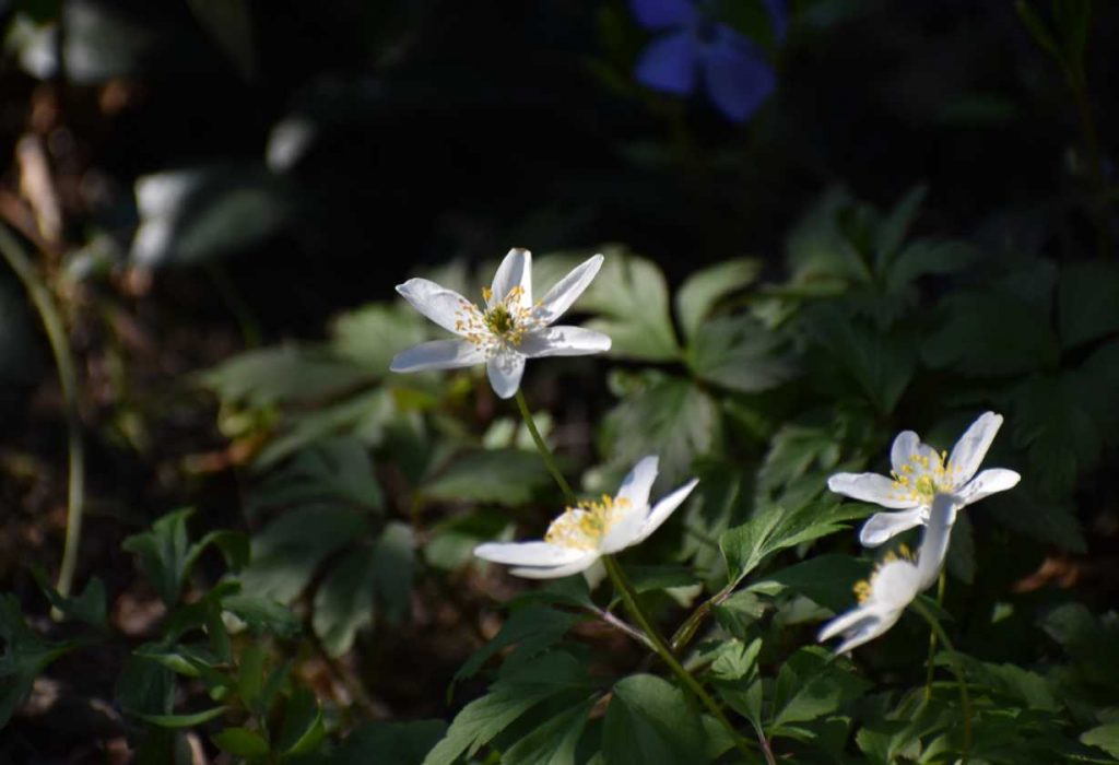 Wiosennie w ogrodzie  zd.4