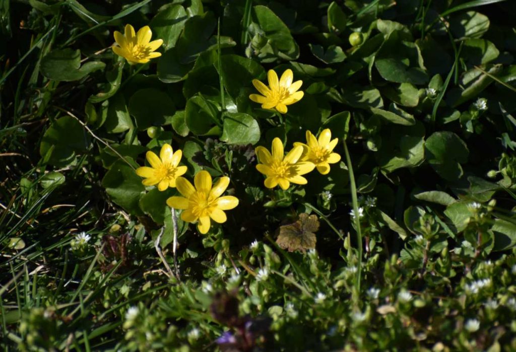 Wiosennie w ogrodzie zd.3