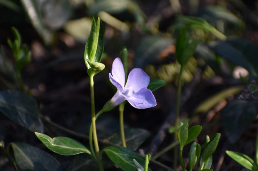 Wiosennie w ogrodzie zd.2