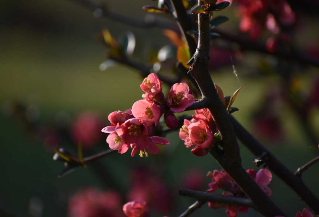 Wiosennie w ogrodzie  - Kwitnąca pigwa