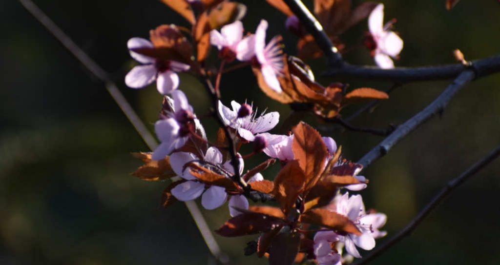 Wiosennie w ogrodzie  - śliwa dekoracyjna