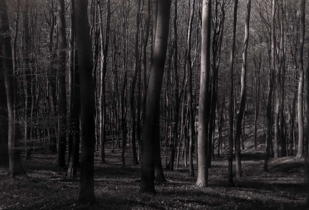 Las bukowy, okolice Jarosławia -2